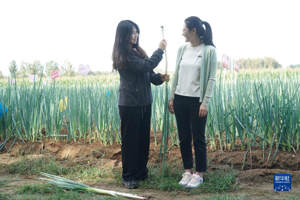 菠菜软件怎么下载